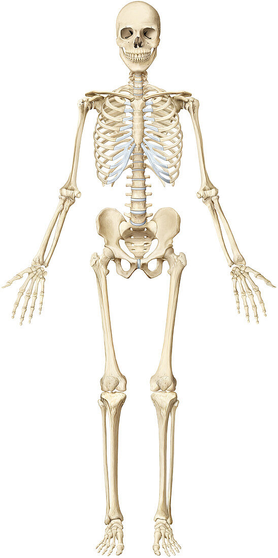 Human skeleton, illustration