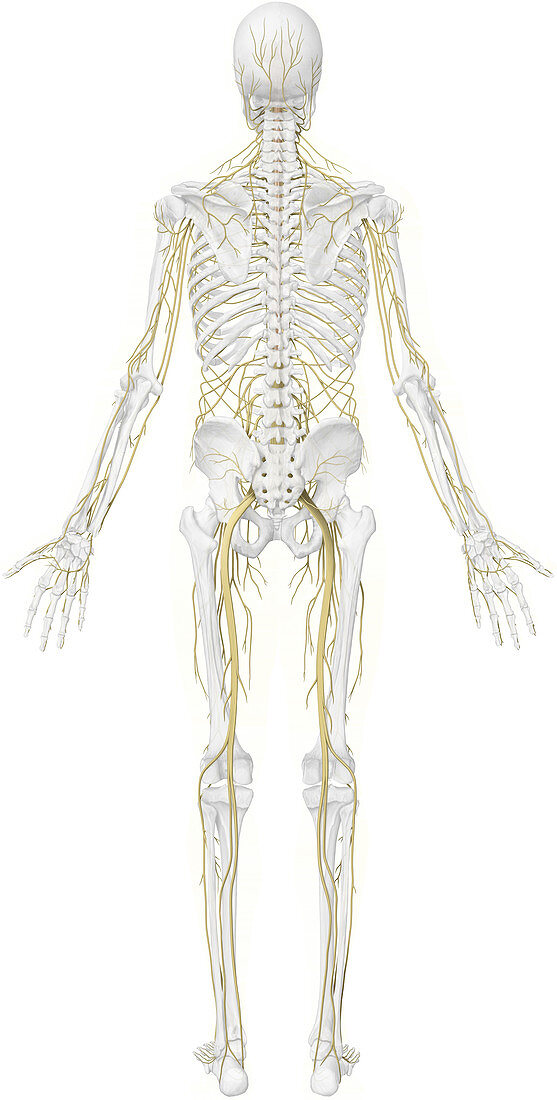 Main nerves, posterior view, illustration