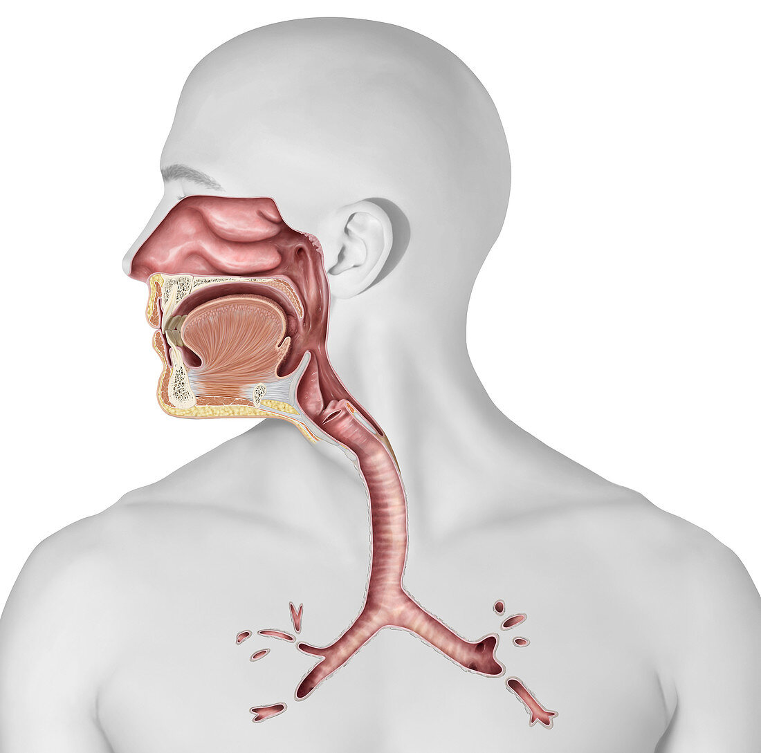 Upper respiratory system organs, illustration