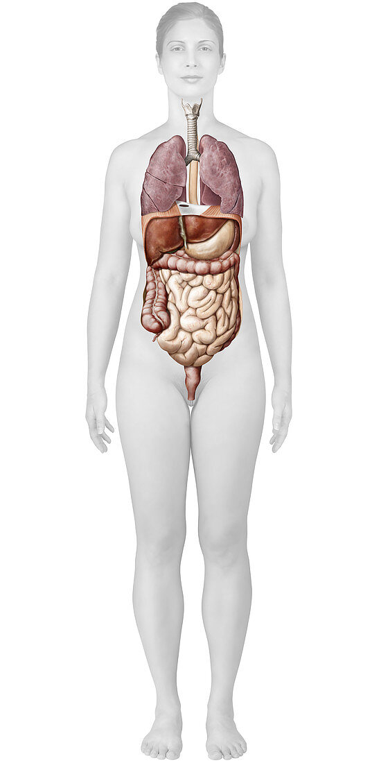 Respiratory and digestive systems, illustration