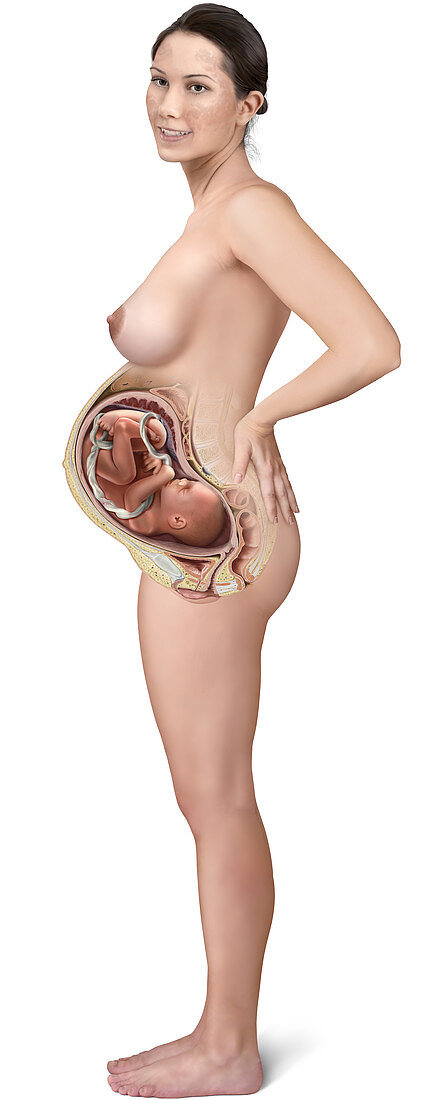 Pregnancy, physiological changes, illustration