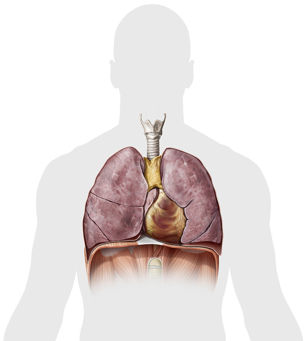 Organs of the thorax, illustration