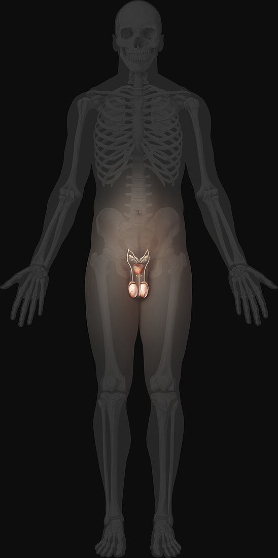 Male Genital Organs, illustration