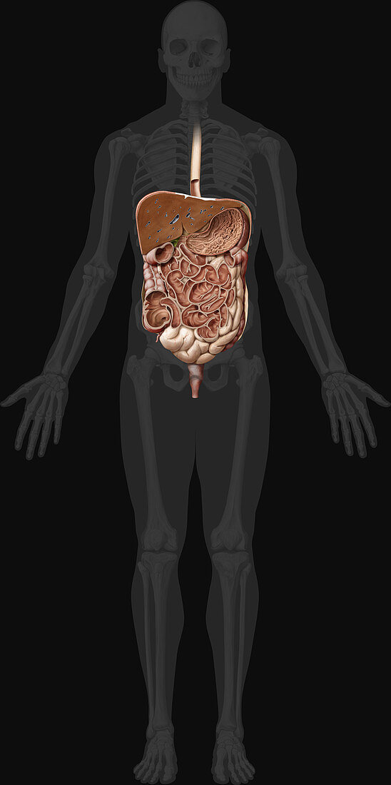 Digestive System Coronal View, illustration