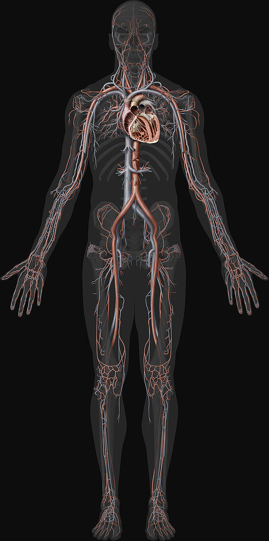 Cardiovascular System Overview, illustration
