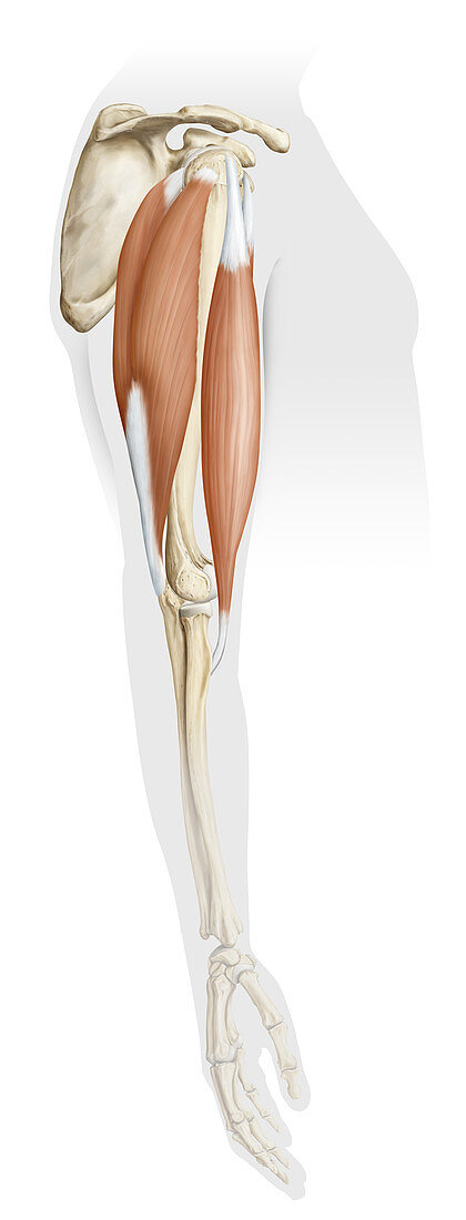 Muscle of the Arm, Lateral View, illustration