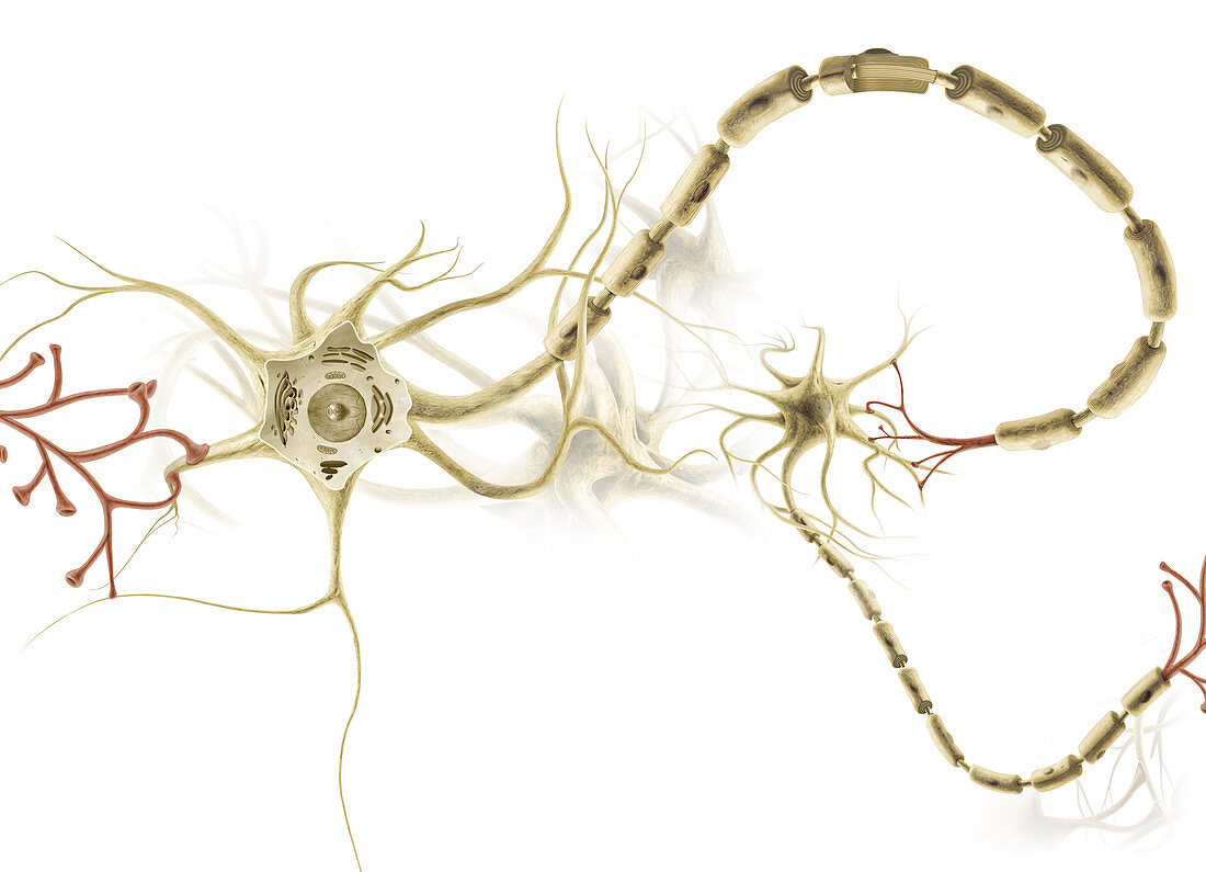 Neuron, illustration