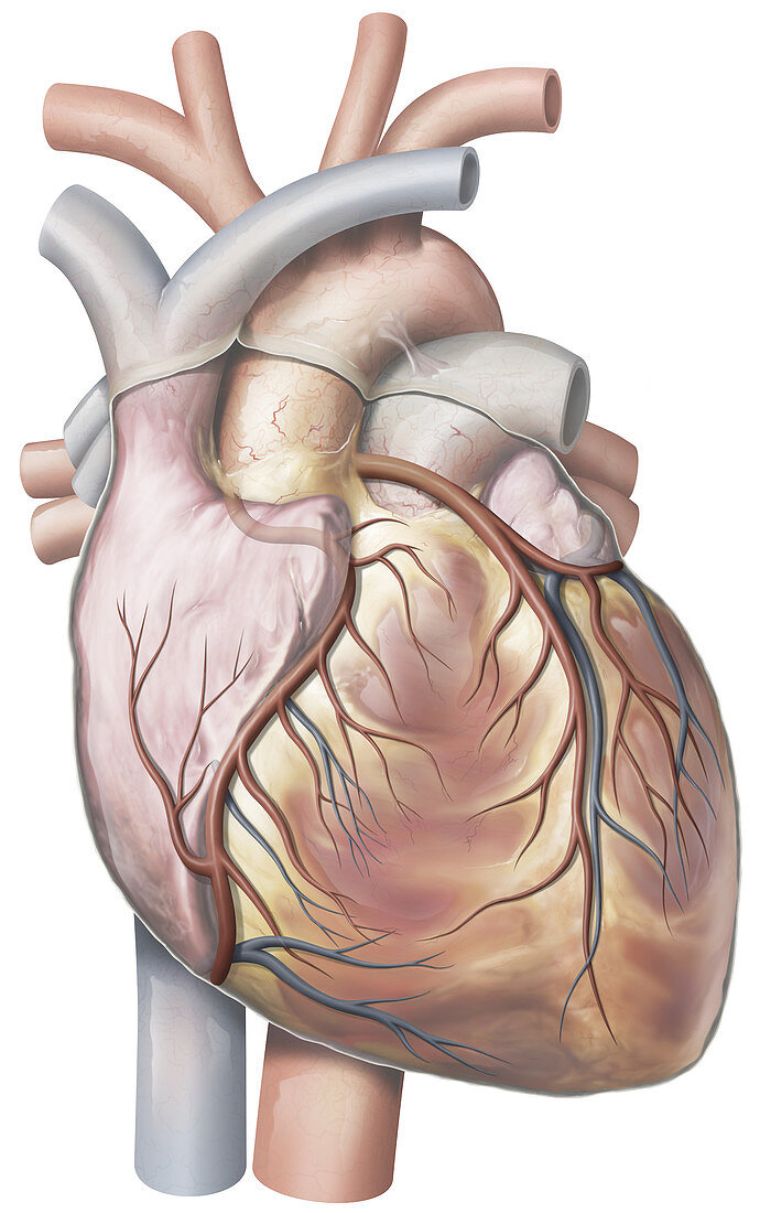 Heart, Anterior View, illustration