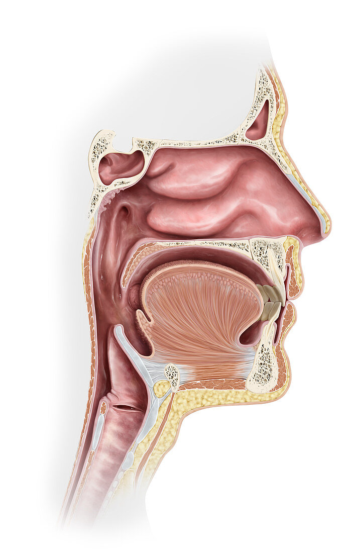 Respiratory System Upper Organs, illustration