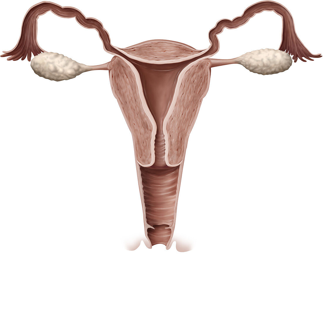 Female Genital Organs, illustration