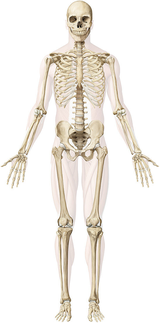 Human Skeleton, illustration