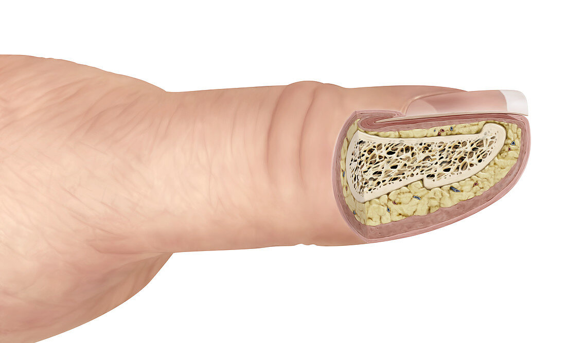 Cross section of a finger, illustration