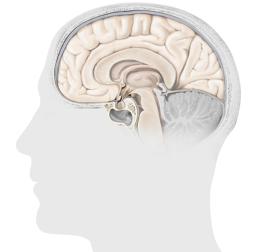 Structure of the Pituitary Gland, illustration