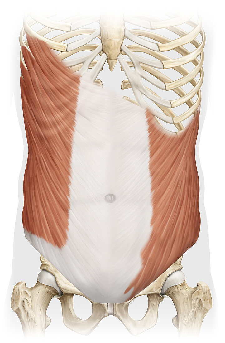 External Oblique Muscle, illustration
