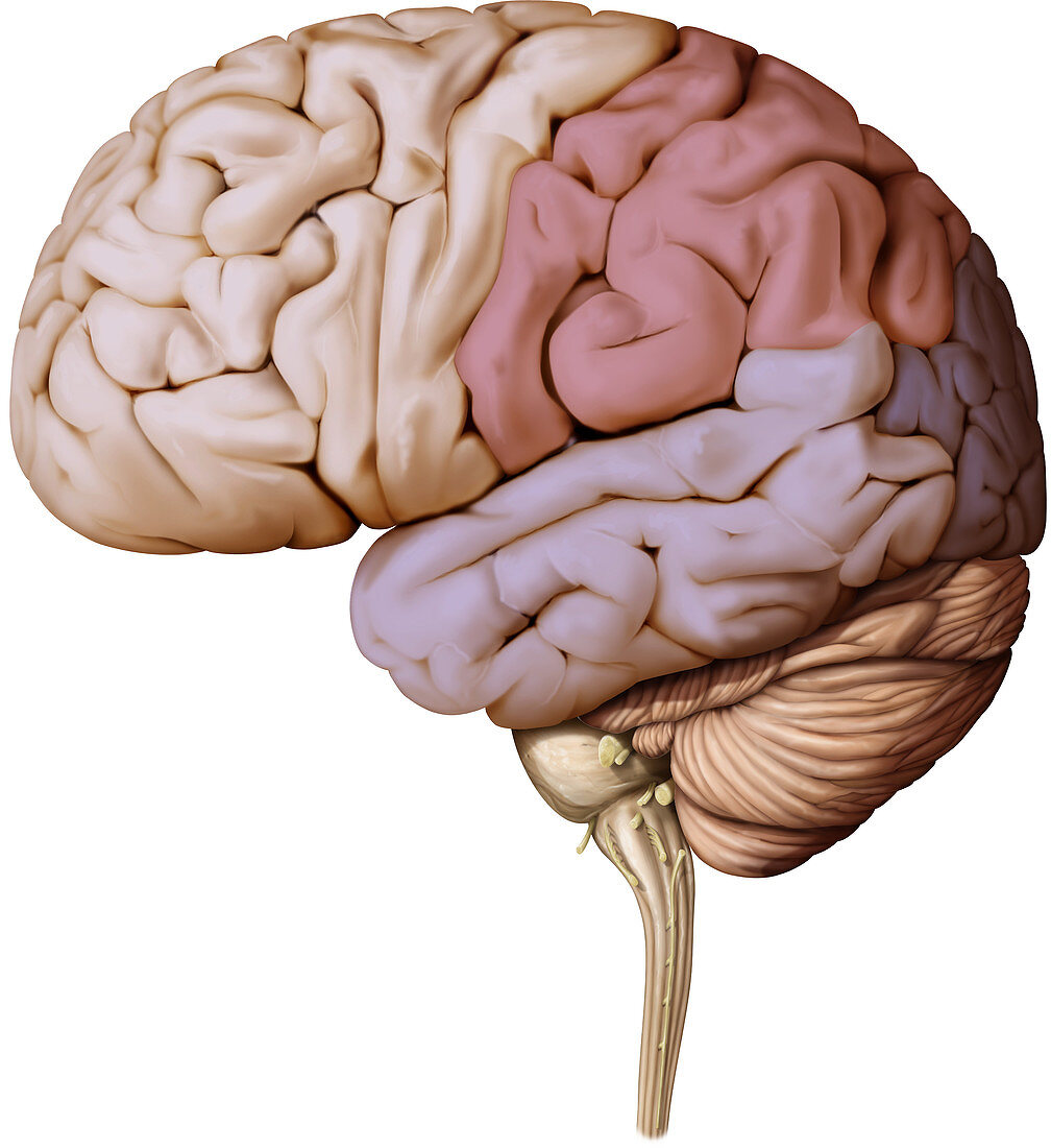 Brain (Lateral view) Illustration