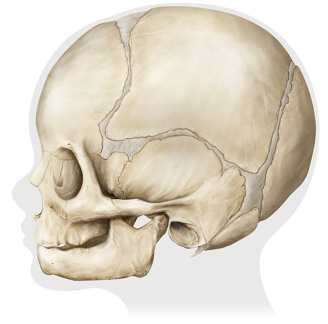 Child's Skull, illustration