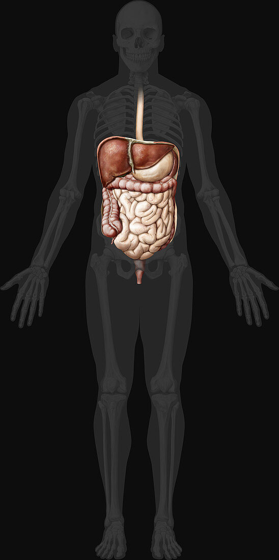 Digestive System, Anterior View, illustration