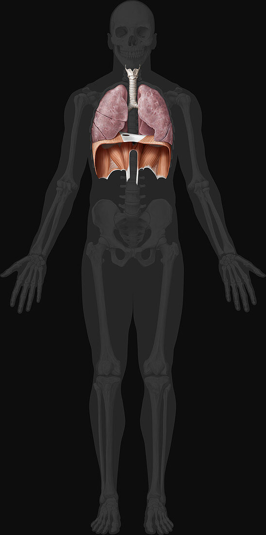 Respiratory System Lower Organs, illustration