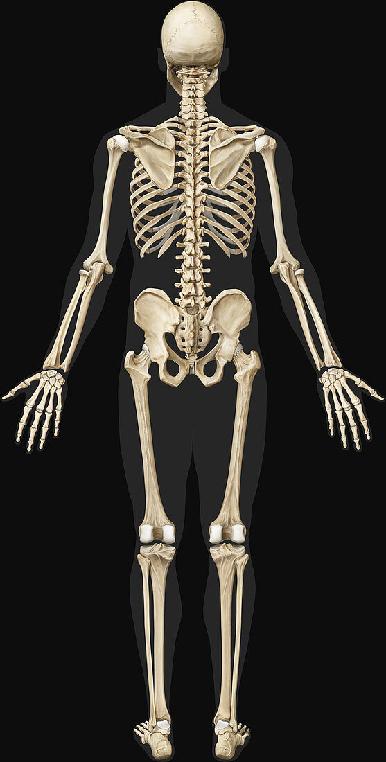 Human Skeleton, illustration