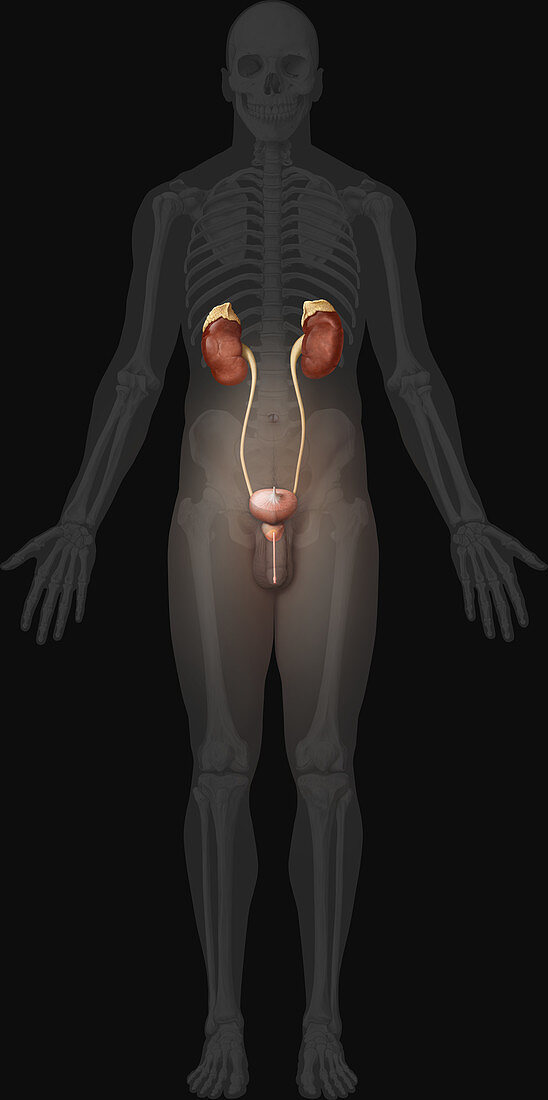 Male Urinary System, illustration