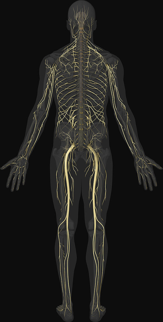 Main Nerves, Posterior View, illustration