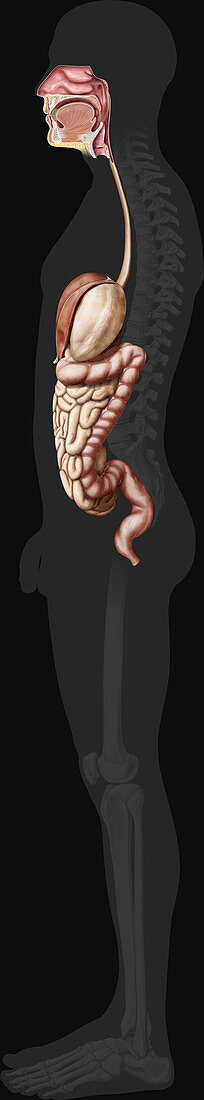 Digestive System, Lateral View, illustration
