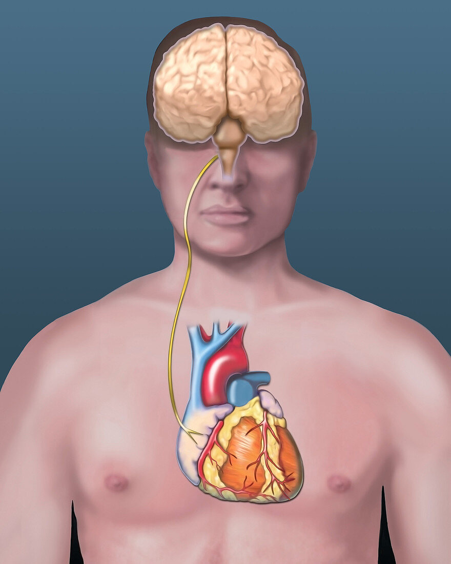 Heart, brain connection, illustration