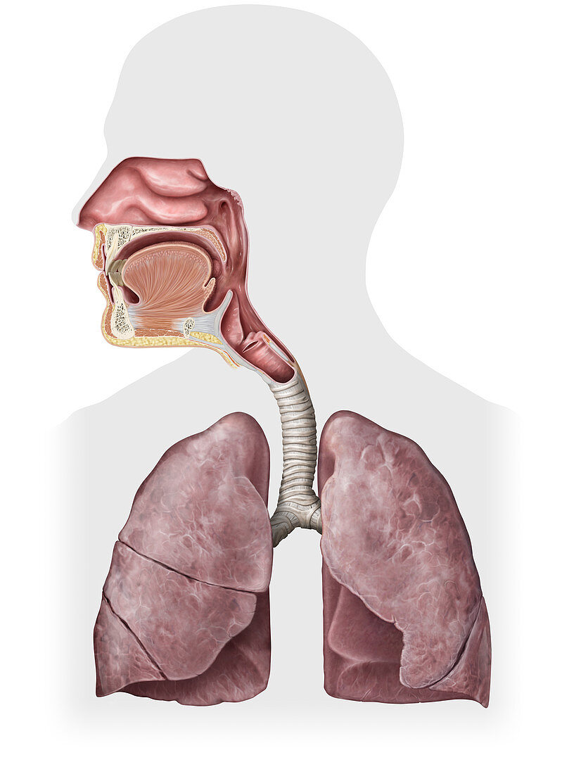 Organs of the Respiratory System, illustration