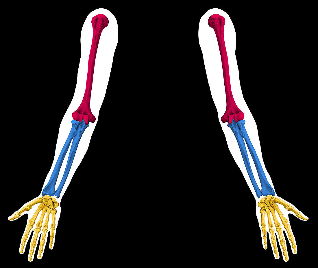 Skeleton of the Arm, illustration