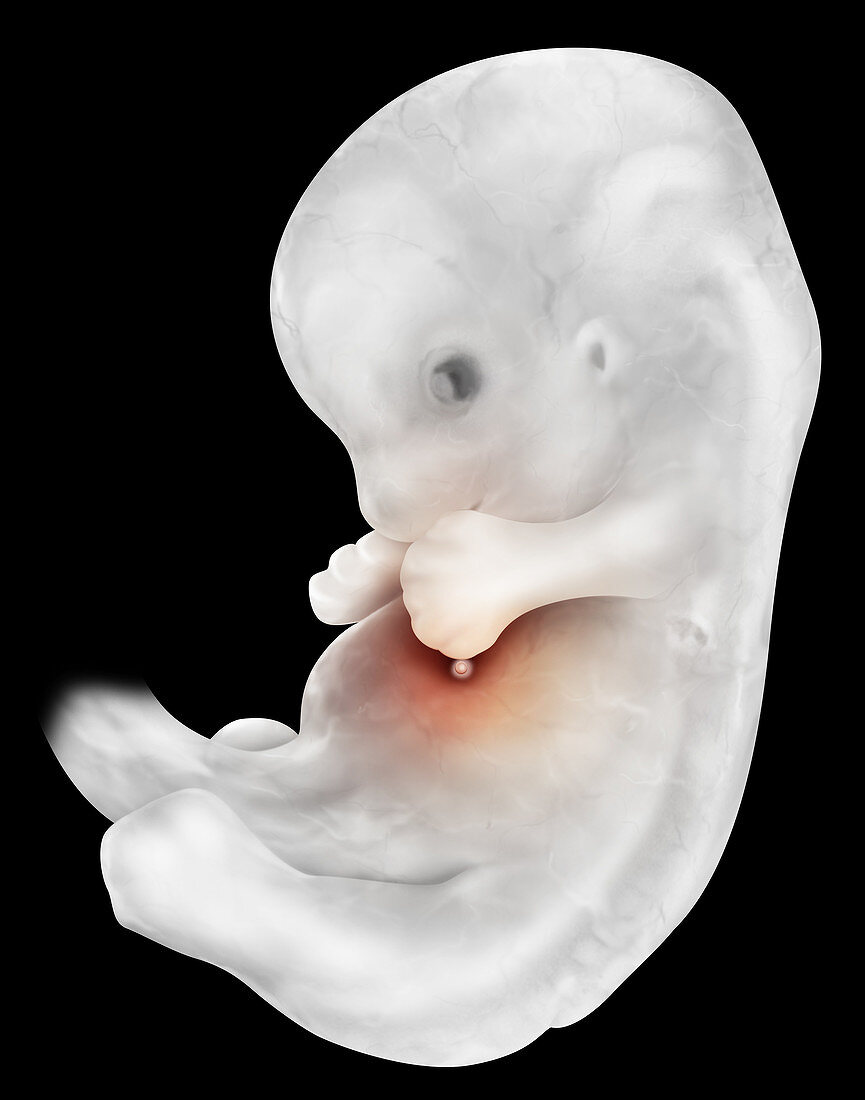 Six-week Embryo, illustration
