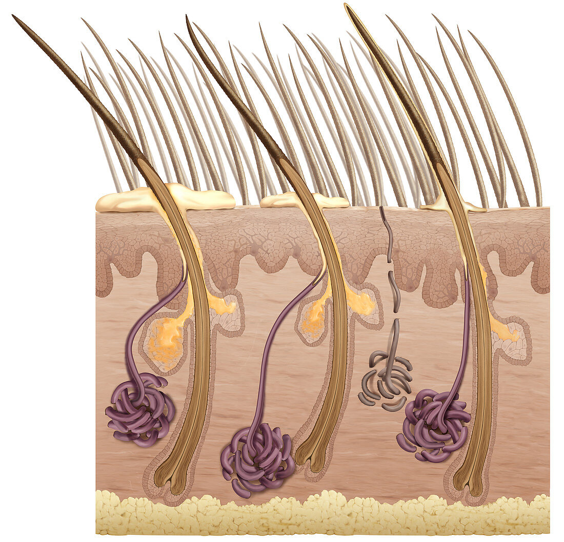 Animal Skin Structure, illustration