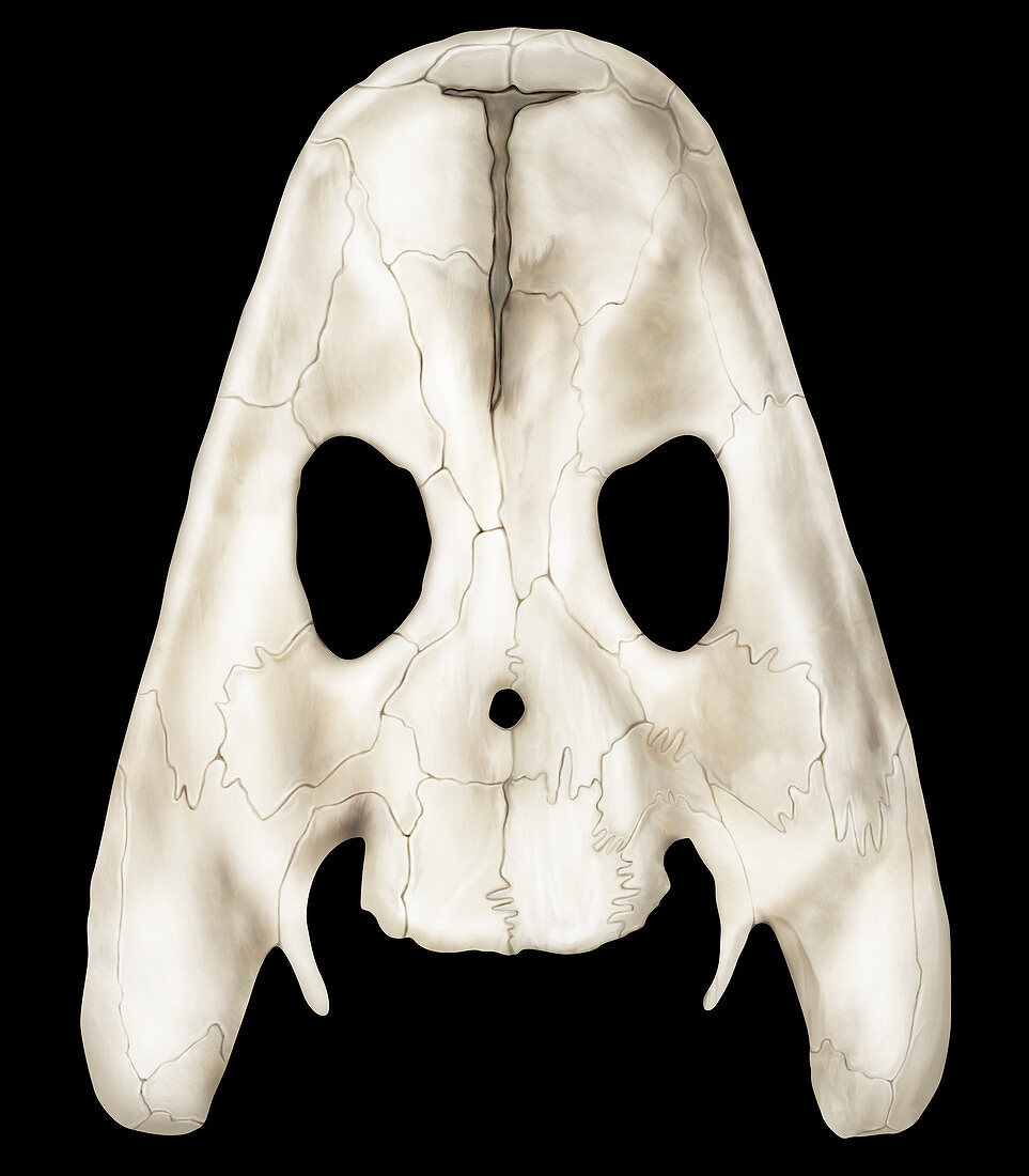 Skull of an Acanthostega, illustration