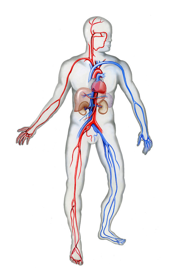 Cardiovascular system, illustration