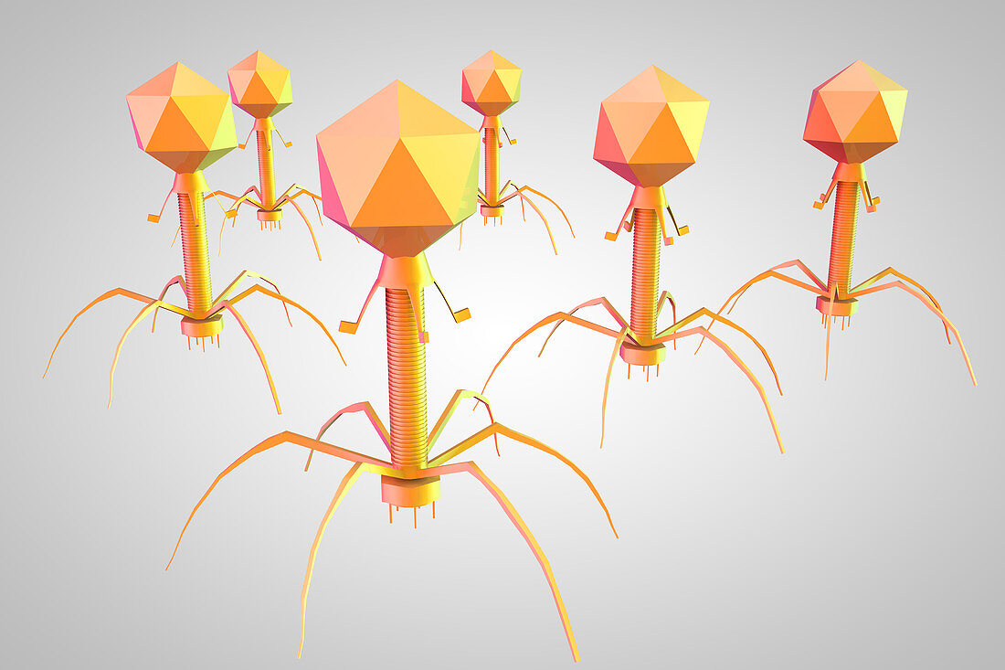 T4 Bacteriophage Virus, illustration
