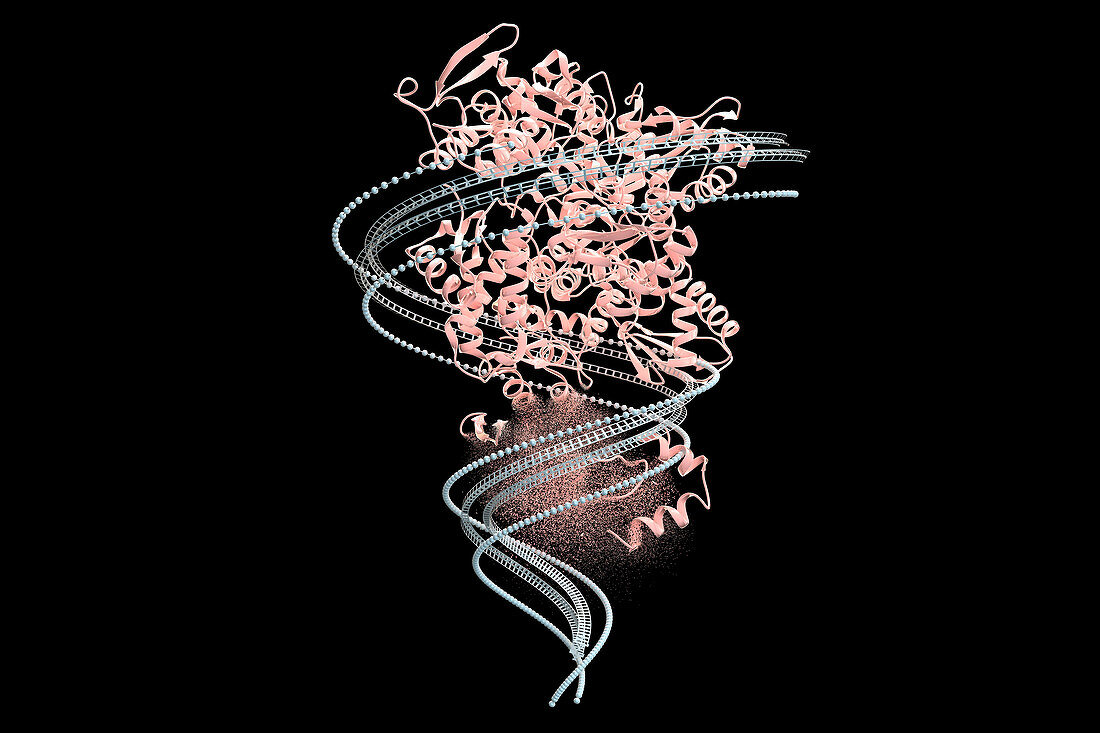 Protein Catabolism, illustration