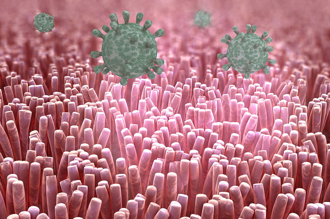 Virus in the Human Colon, illustration