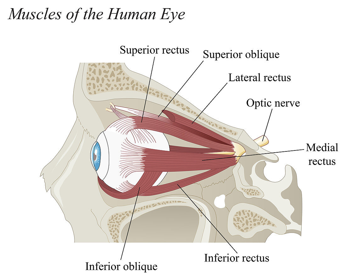 Muscles of the Human Eye, illustration
