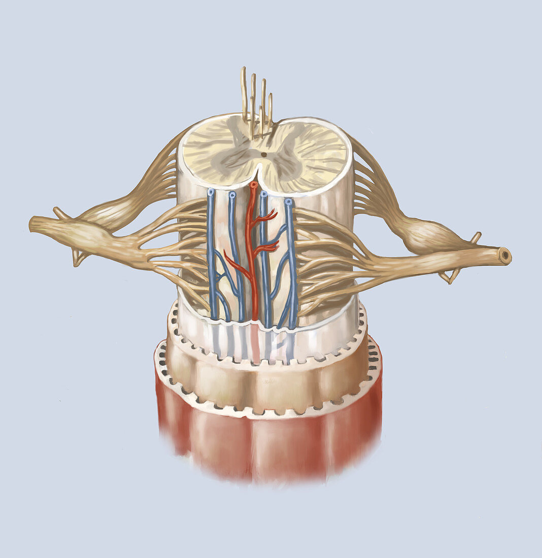 Spinal Cord Anatomy, illustration
