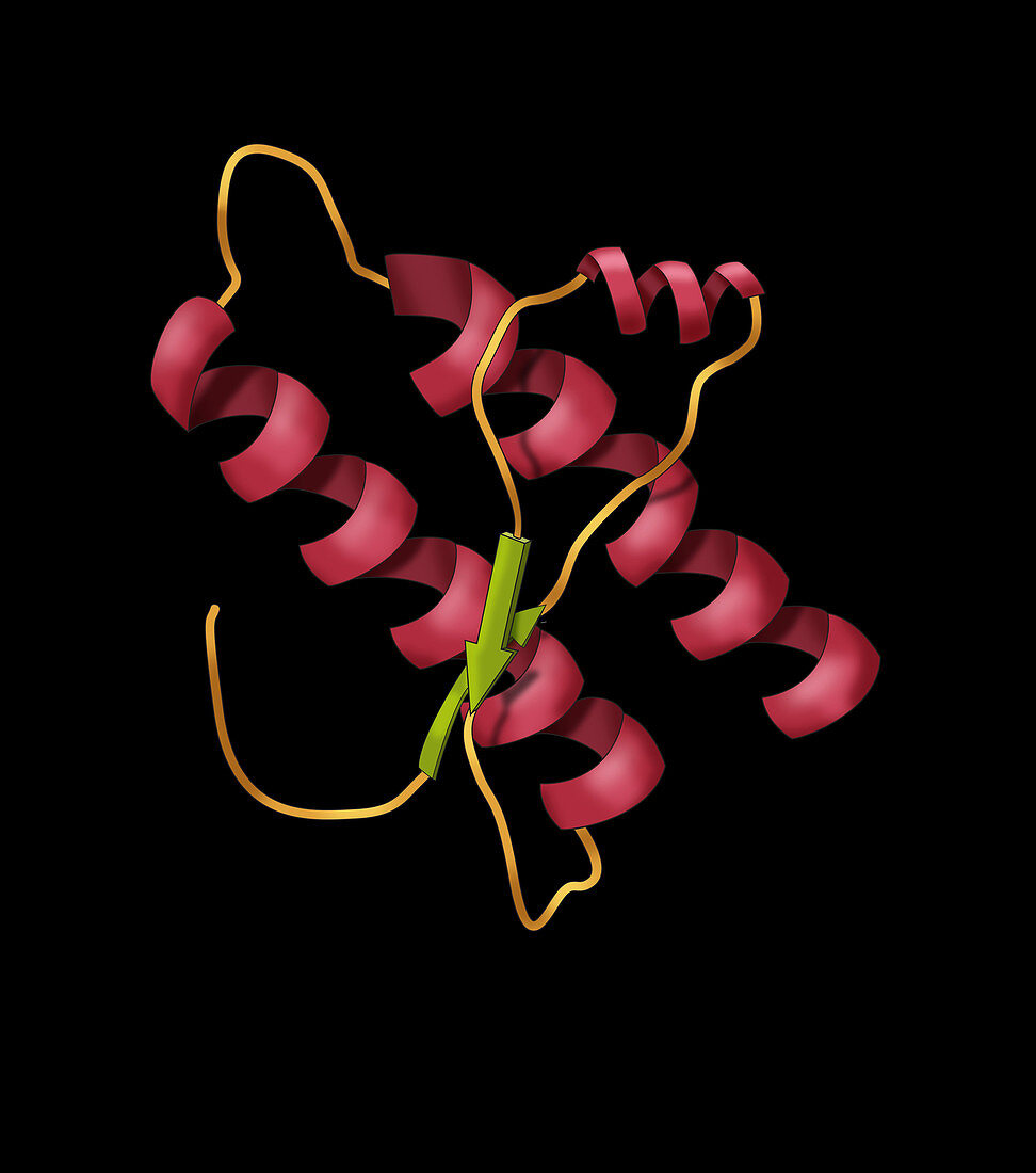 Prion Protein Model