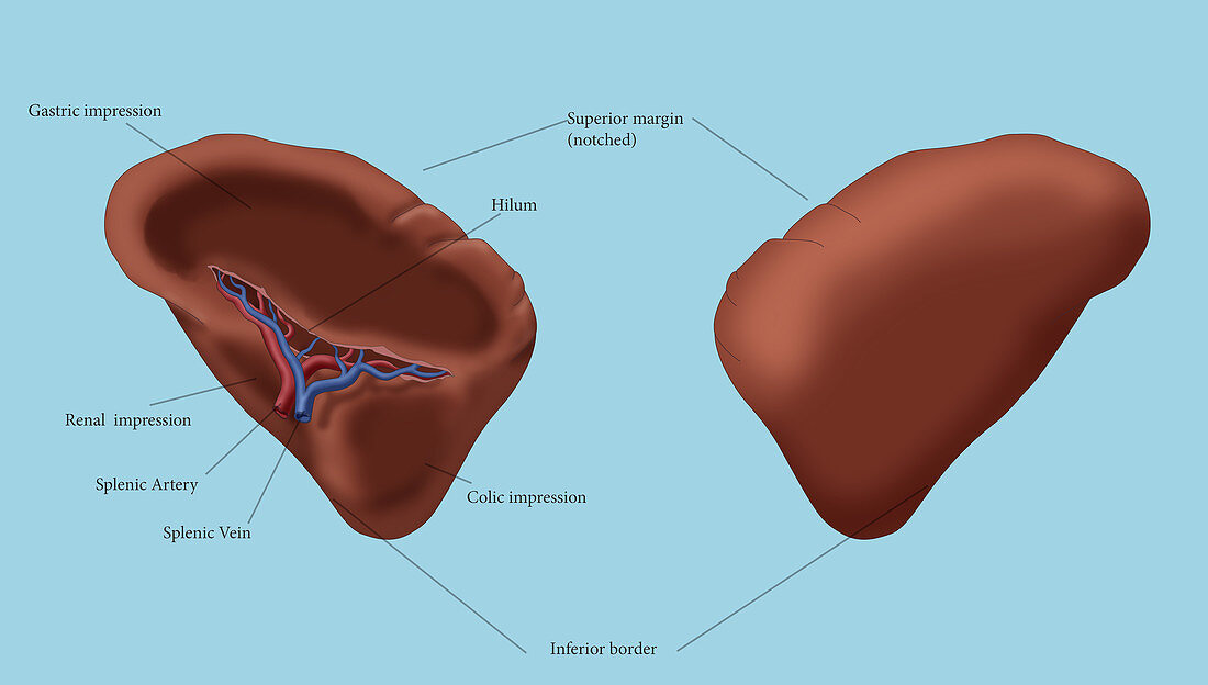 Spleen, illustration