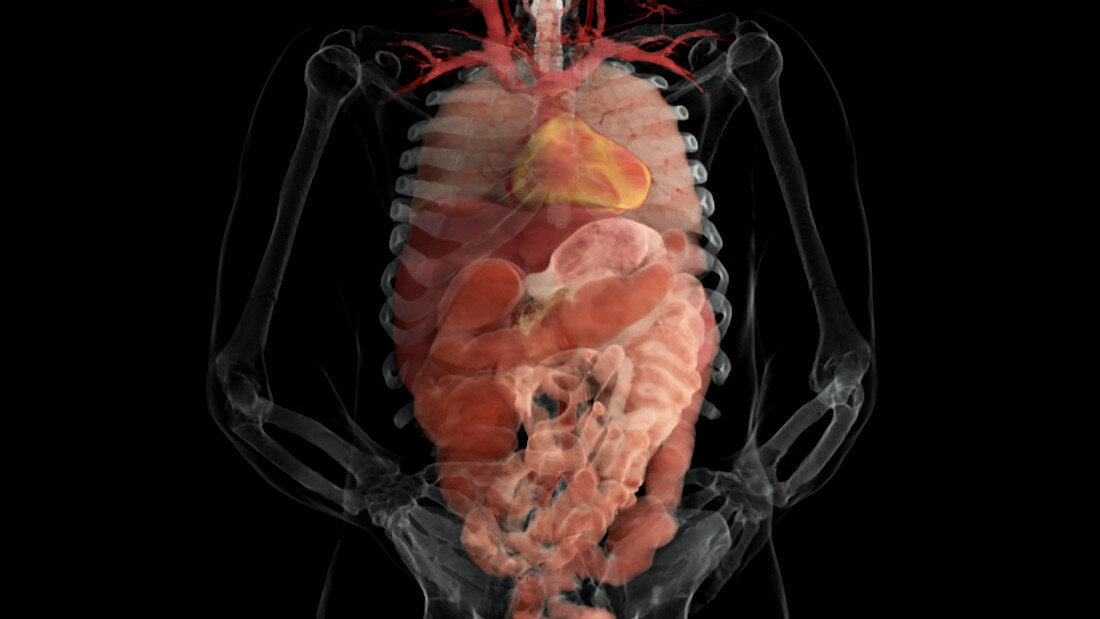 Thoracic and Abdominal Organs, Anterior View