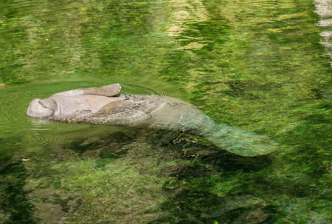 Florida manatee rolled on to back
