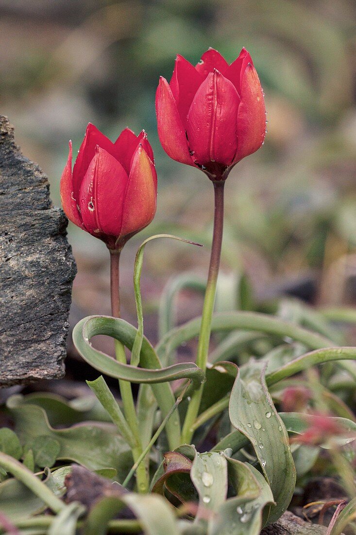 Tulip of Goulimis (Tulipa goulimyi)