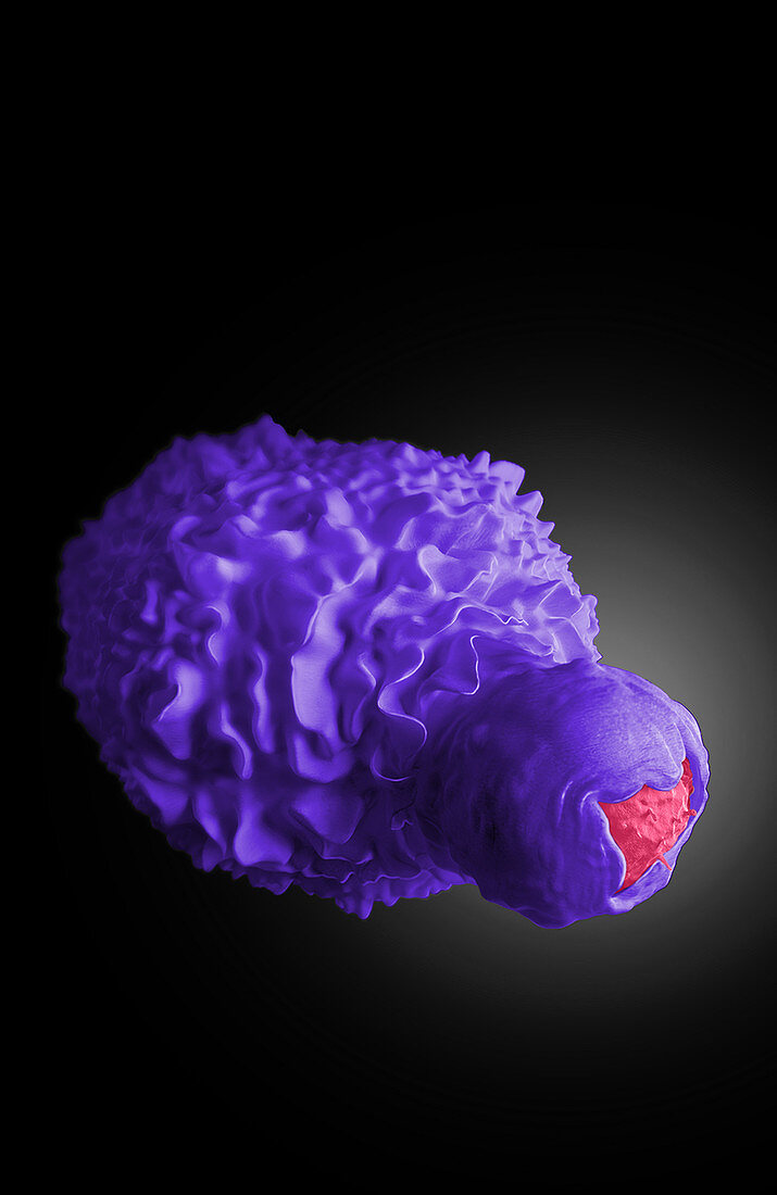 Dendritic Cell Engulfing HIV-Infected T Cell
