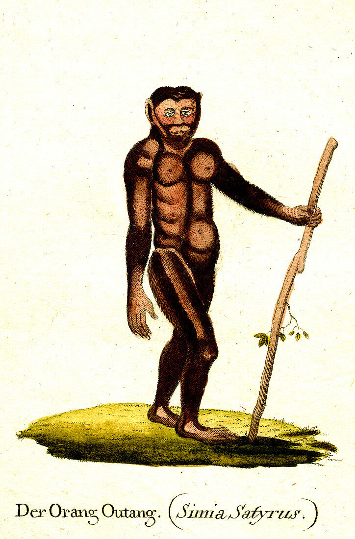 Orangutan, 19th century