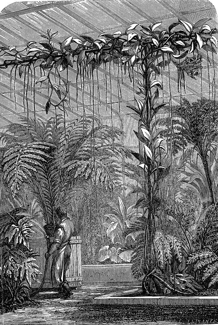 Growing vanilla orchid in a greenhouse, 19th century