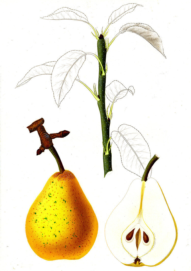 French pear variety, 19th century