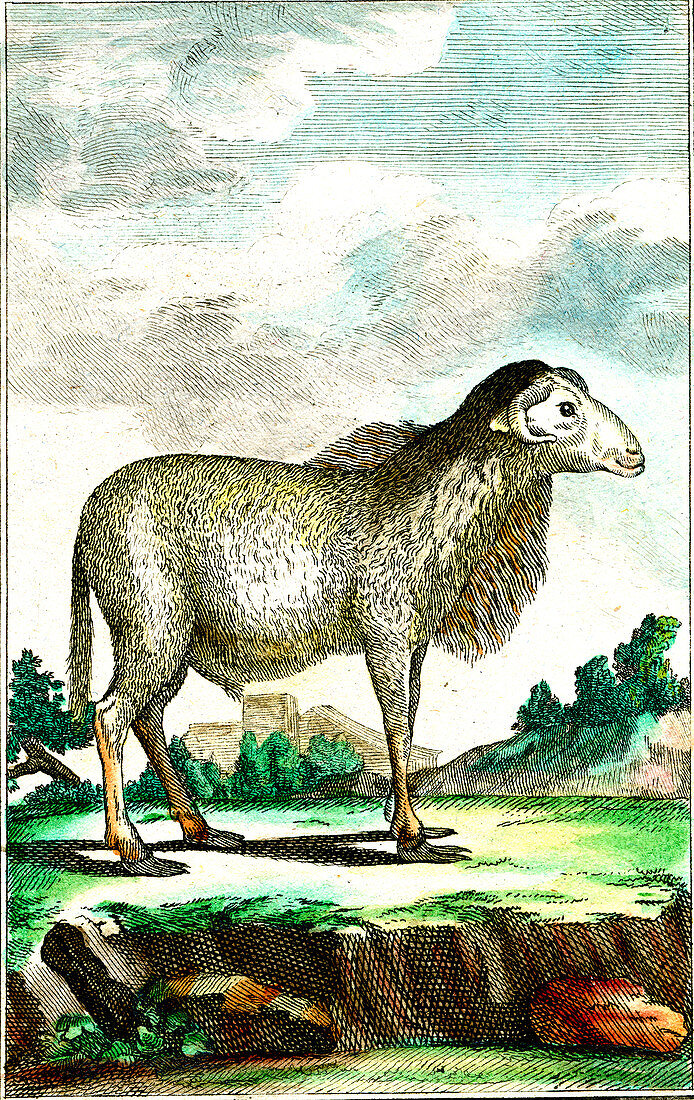 Domesticated sheep, 19th century