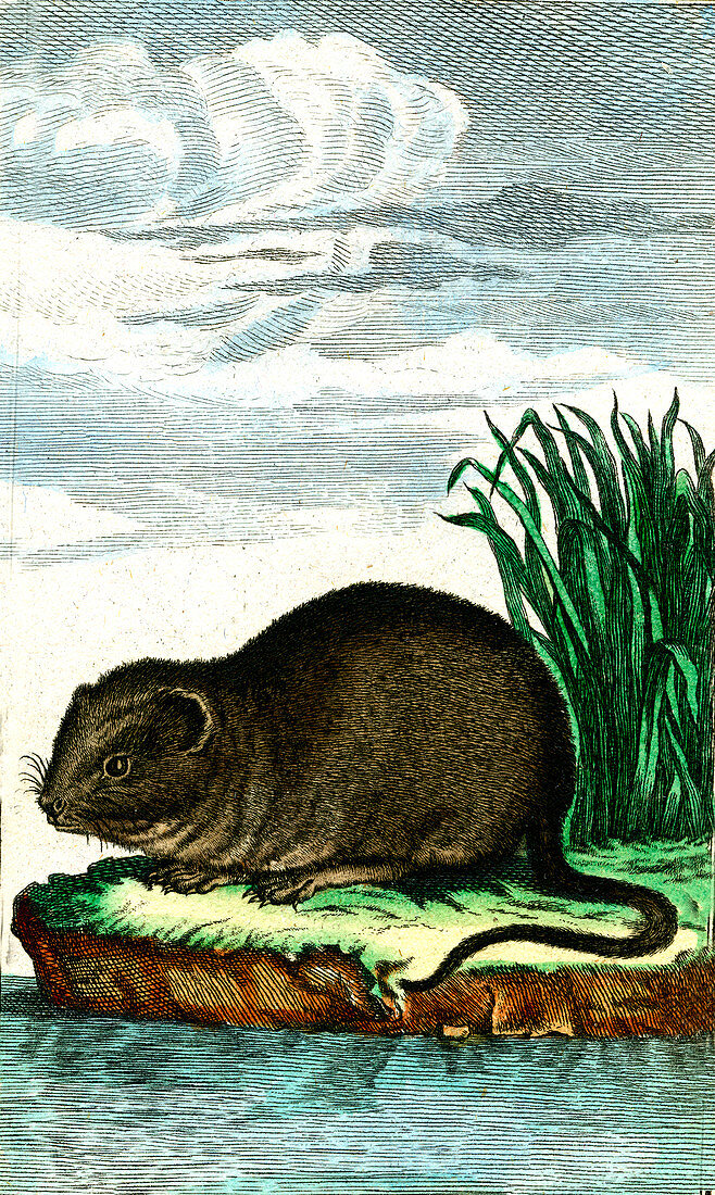 European water vole, 19th century