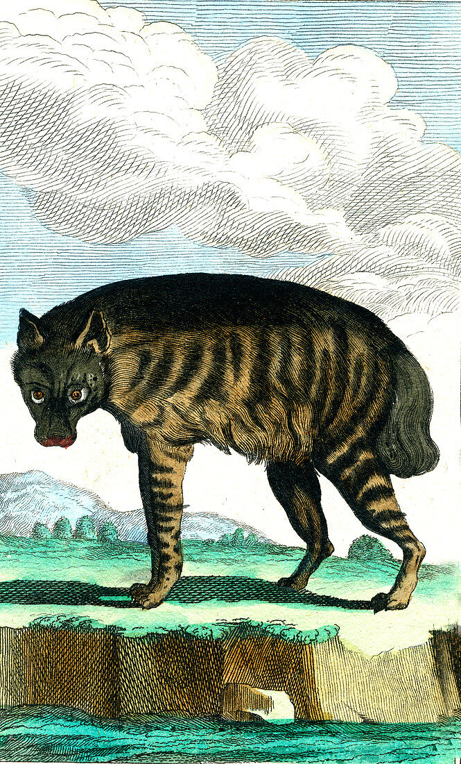 Striped hyena, 19th century